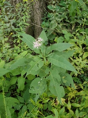 Eutrochium purpureum