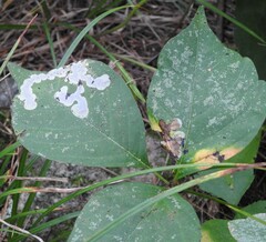 Cameraria guttifinitella