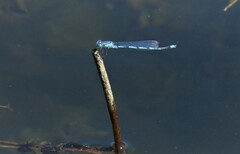 Erythromma lindenii