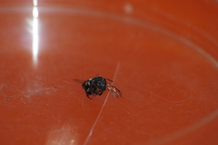 Osmia