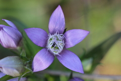 Gentianella germanica
