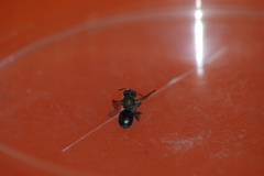Osmia