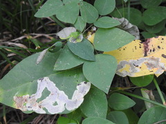 Cameraria guttifinitella