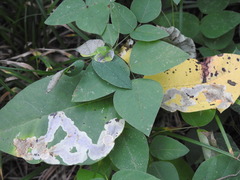 Cameraria guttifinitella