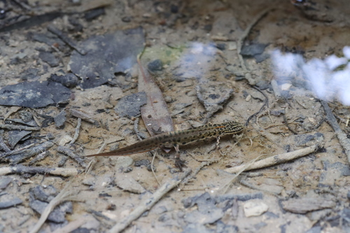Greek Newt, Ionische Inseln, Griechenland, photo 8 of 10