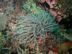 Anemonia viridis