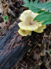 Gerronema strombodes