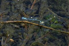 Erythromma lindenii