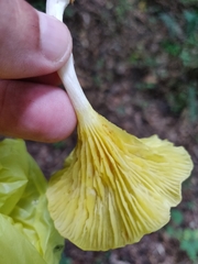 Gerronema strombodes