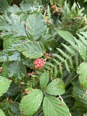 Rubus