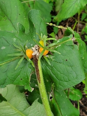 Triosteum perfoliatum