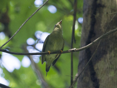 Chiroxiphia lanceolata