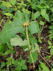 Triosteum perfoliatum