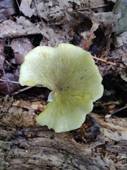 Gerronema strombodes