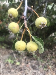 Pyrus spinosa