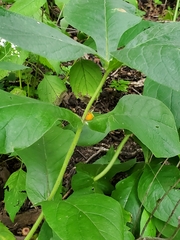 Triosteum perfoliatum