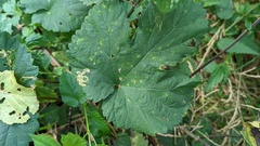 Stigmella speciosa