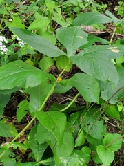Triosteum perfoliatum