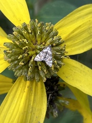 Petrophila canadensis