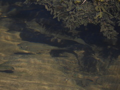 Squalius cephalus