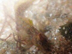 Coryphoblennius galerita