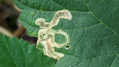 Stigmella speciosa