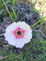 Monsonia speciosa