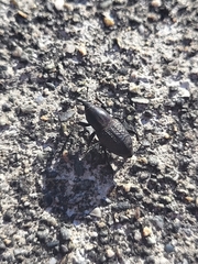 Sphenophorus cicatristriatus