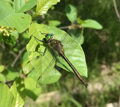 Cordulia aenea aenea