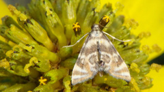 Petrophila canadensis