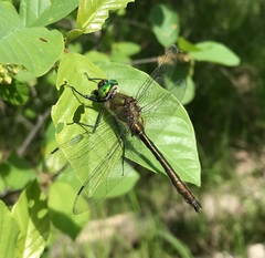 Cordulia aenea aenea