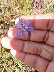 Moraea lugubris