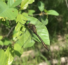 Cordulia aenea aenea