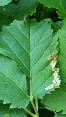 Phytomyza podagrariae