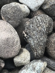 Naphrys pulex