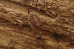 Nelima