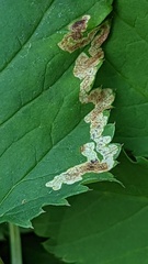 Phytomyza podagrariae