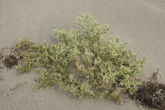 Cakile maritima euxina