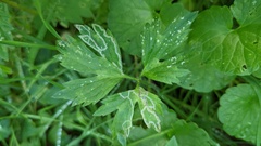 Phytomyza ranunculi