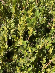 Buxaceae