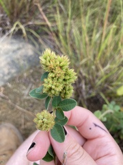 Lespedeza hirta