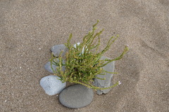 Cakile maritima euxina