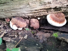 Ischnoderma resinosum