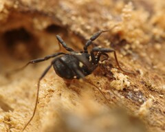 Nemastoma bimaculatum