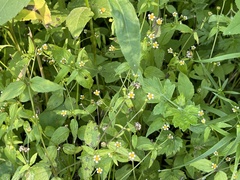 Galinsoga quadriradiata