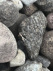 Naphrys pulex