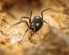 Nemastoma bimaculatum