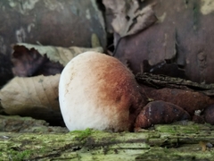 Ischnoderma resinosum