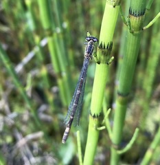Coenagrion armatum