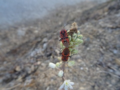 Spilostethus pandurus